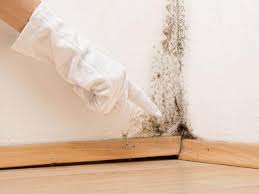 Best Asbestos and Lead Testing During Mold Inspection in Sheldon, IA